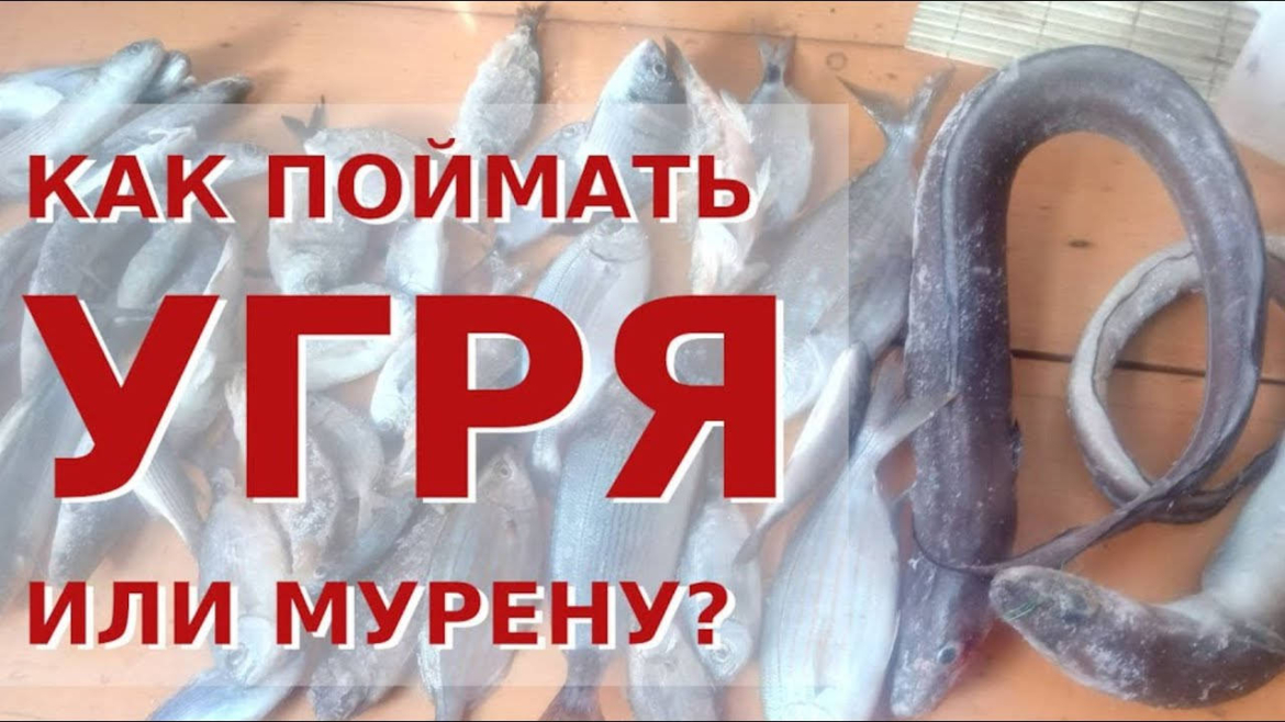 Как поймать угря или мурену